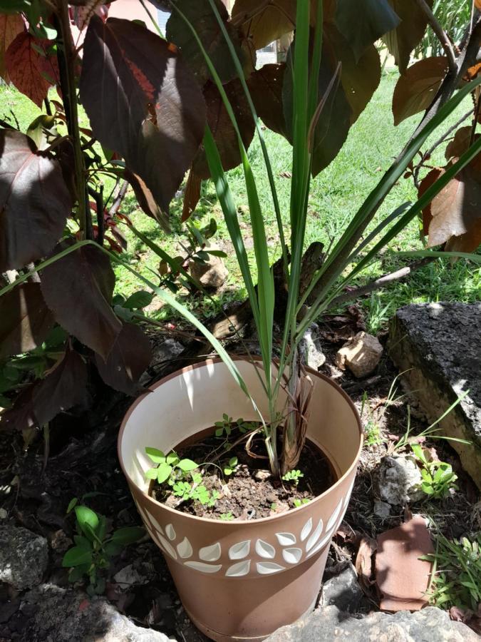 My Tiny Caritan- Petit Coin De Paradis- Bungalow De Vacances- Jardin, Plage, Piscine Attenante Сент-Ан Екстериор снимка